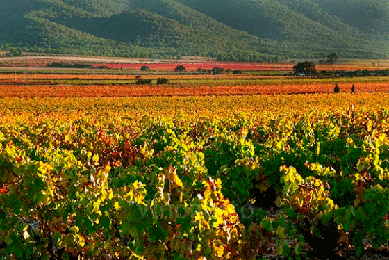 Los Alforins vineyards Valencia 