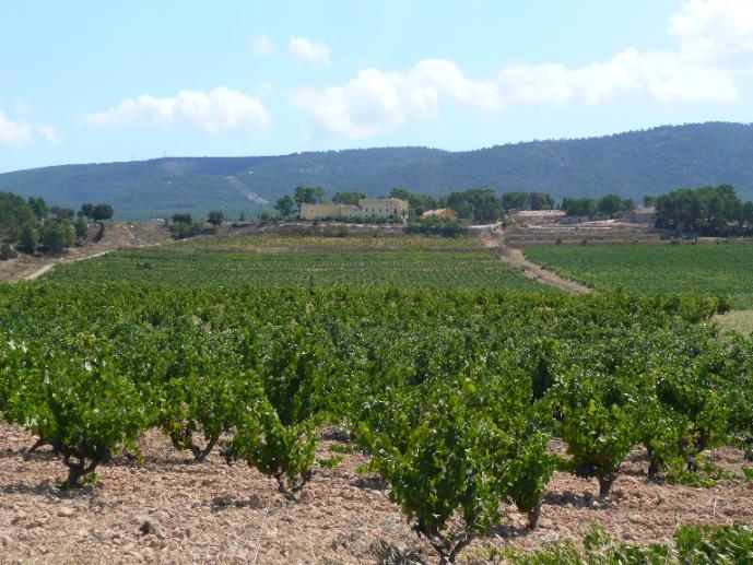 Fontanars vineyard and masia tour