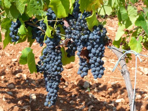 Fontanars ripening grapes 