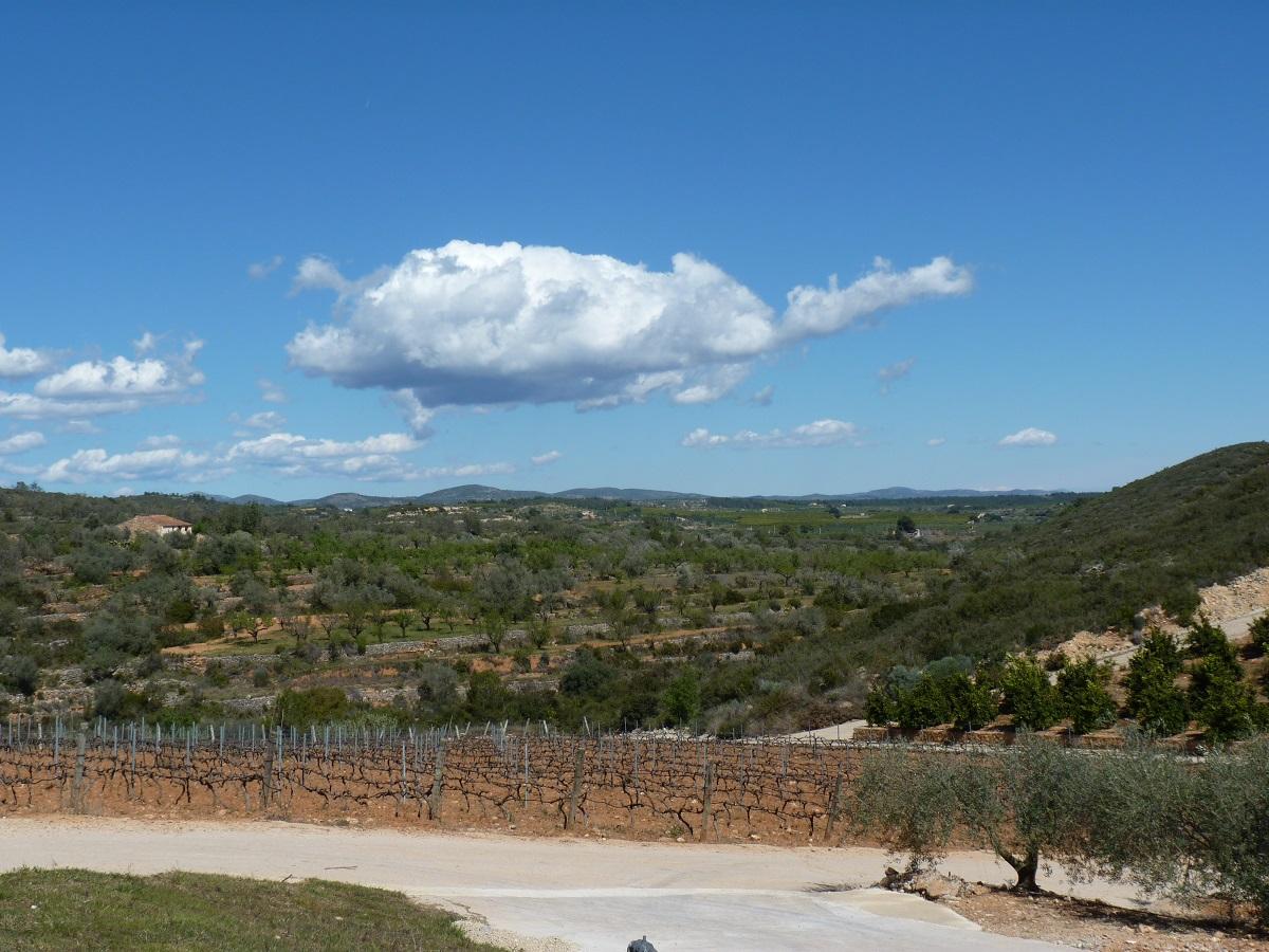 Vineyards, olives and almonds winery tour Valencia