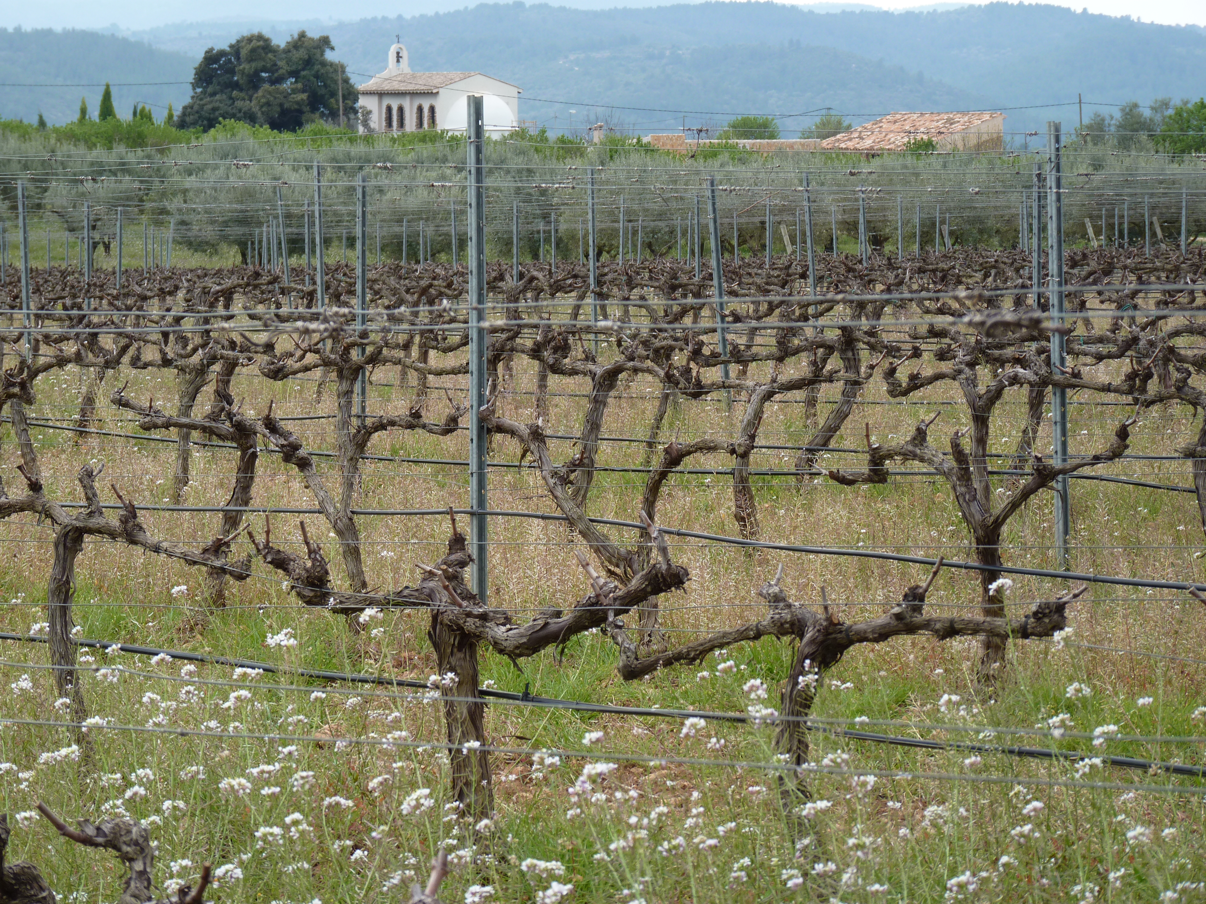 Cabernet Sauvignon vines & winery ermita Castellon IGT wine tour