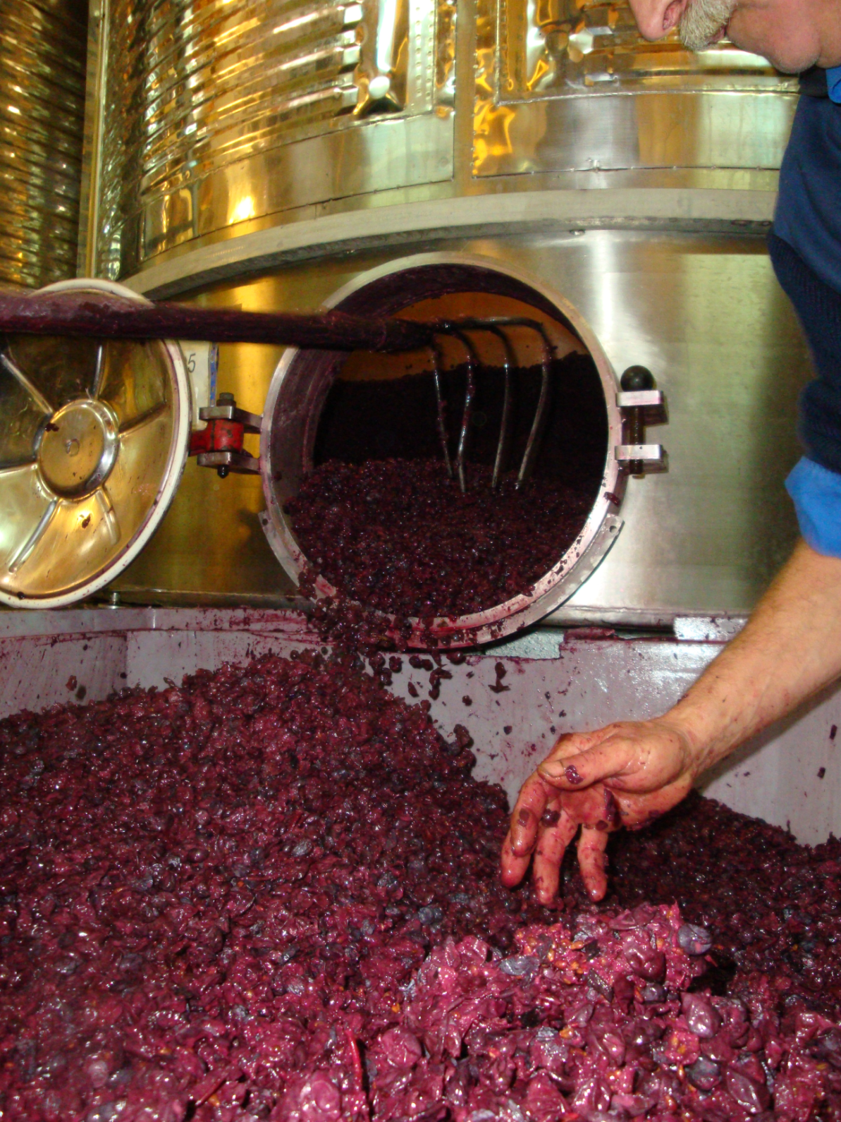 racking fermenter of  DOQ Priorat Carignan grapes 
