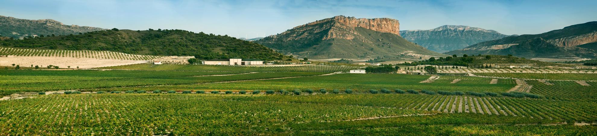 Jumilla & Tierra de Castilla vineyards