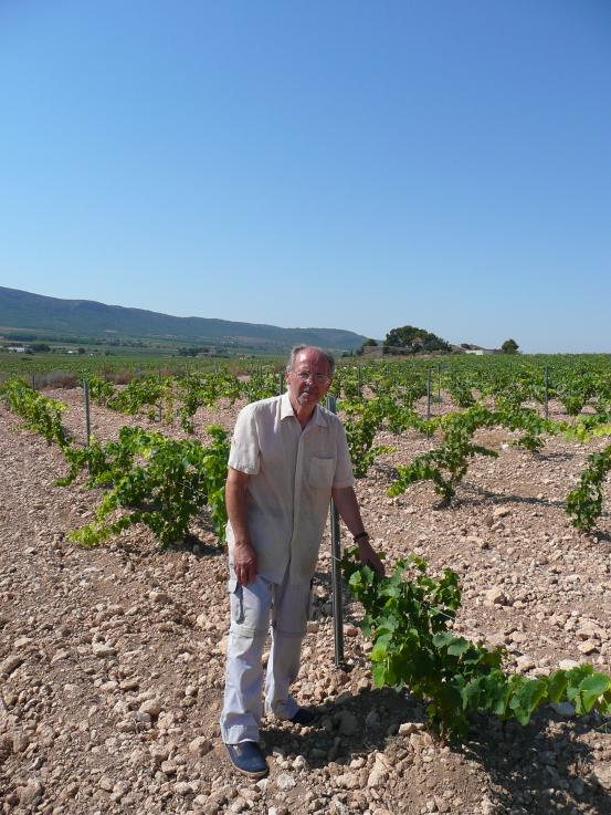 Monastrell vines at Fontanars on wine tour 